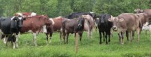 Kühe auf der Weide bei Rechberg